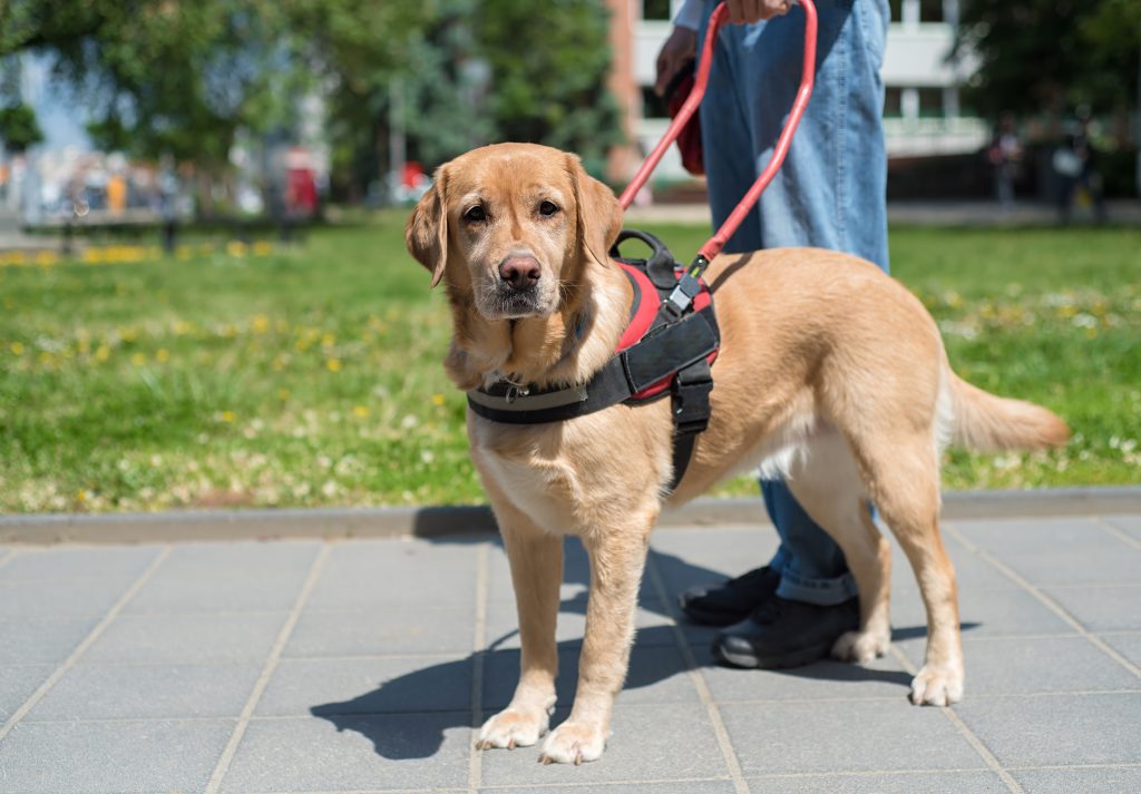 FHA Regulations with Guide Dogs