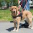 FHA Regulations with Guide Dogs