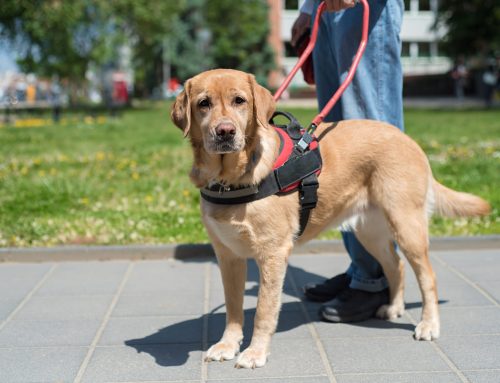 Distinguish Between Assistance Animals And Pets